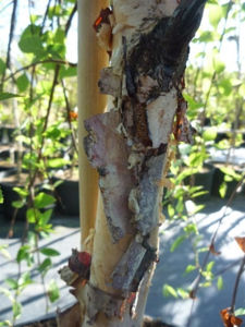 Picture of Betula